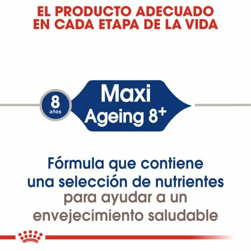 Royal Canin Maxi Ageing+8 Pour Chiens Ages De Grande Taille 5 Royal Canin Maxi Ageing+8 Pour Chiens Ages De Grande Taille – Image 3
