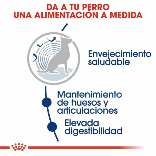 Royal Canin Maxi Ageing+8 Pour Chiens Ages De Grande Taille 6 Royal Canin Maxi Ageing+8 Pour Chiens Ages De Grande Taille – Image 4