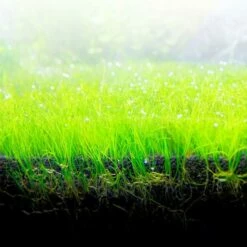 Fluval Bio Couchette -Miscota Soldes Boutique 12696 image1 64a996cfed7fe g