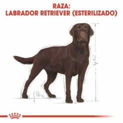 Royal Canin Labrador Retriever Adulte Sterilised -Miscota Soldes Boutique 128927 rc bhn labradorsterilised cv eretailkit 1 es es 5 g