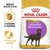 Royal Canin Labrador Retriever Adulte Sterilised