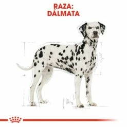 Royal Canin Nourriture Dalmatian Adulte -Miscota Soldes Boutique 130683 rc bhn dalmatian cv eretailkit 1 es es 5 g