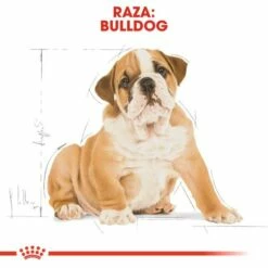 Royal Canin Bulldog Puppy Aliment Pour Chiots Bouledogue -Miscota Soldes Boutique 139 6 5 62ffac623b2f5 g