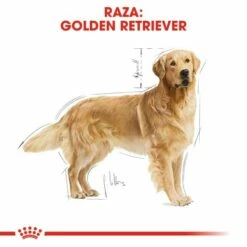 Royal Canin Golden Retriever Adult Pour Chiens De Race Adultes -Miscota Soldes Boutique 147 4 3 g