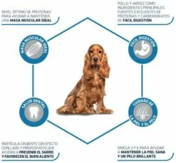 Advance Tourteau Medium Adult Poulet Et Riz -Miscota Soldes Boutique 147512 3 3 4 g