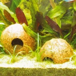 JBL Cocos Cava 11 JBL Cocos Cava -Miscota Soldes Boutique 14933 56162 5 g