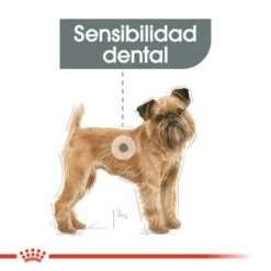 Royal Canin Mini Dental Care -Miscota Soldes Boutique 165508 2 2 g