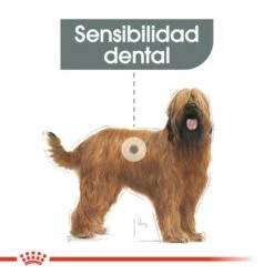 Royal Canin Maxi Dental Care -Miscota Soldes Boutique 165510 rc ccn dentalmaxi cv eretailkit 1 es es 4 g