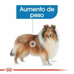Royal Canin Maxi Light Pour La Gestion Du Poids En Taille Plus 13 Royal Canin Maxi Light Pour La Gestion Du Poids En Taille Plus -Miscota Soldes Boutique 165677 rc ccn lightmaxi cv eretailkit 2 es es 3 g