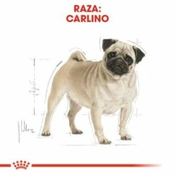 Royal Canin Tourteau Pug Adult -Miscota Soldes Boutique 169 3 2 g