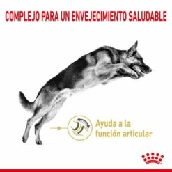 Royal Canin German Shepherd Adult 5+ -Miscota Soldes Boutique 174677 rc spt dry germshep5 cv 1 es es 2 g