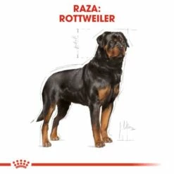 Royal Canin Tourteau Rottweiler Adult -Miscota Soldes Boutique 180 3 2 g