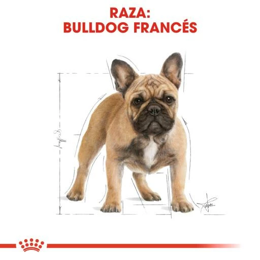 Royal Canin French Bulldog Adult Pour Chien Adulte Bouledogue Français 5 Royal Canin French Bulldog Adult Pour Chien Adulte Bouledogue Français – Image 3