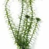 Marina Aquascaper X-Gde. Anacharis 37,5 Cm -Miscota Soldes Boutique 20282 80605108035 1 g
