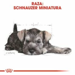 Royal Canin Miniature Schnauzer Junior 16 Royal Canin Miniature Schnauzer Junior -Miscota Soldes Boutique 22239 6 5 g