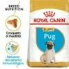 Royal Canin Pug Junior -Miscota Soldes Boutique 22240 1 0 g