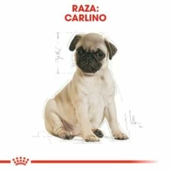 Royal Canin Pug Junior -Miscota Soldes Boutique 22240 6 5 g