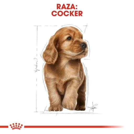Royal Canin Cocker Puppy Aliment Pour Chiots 8 Royal Canin Cocker Puppy Aliment Pour Chiots – Image 6