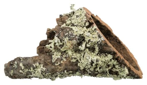 Trixie Tube Liège 5 Trixie Tube Liège – Image 3