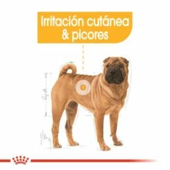 Royal Canin Medium Dermacomfort Pour Chiens Adultes à Peau Sensible -Miscota Soldes Boutique 265 3 2 g