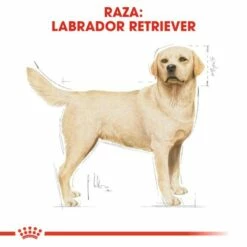 Royal Canin Labrador Retriever Adult -Miscota Soldes Boutique 28 3 2 g
