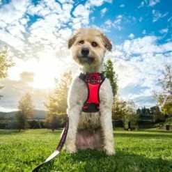 For Fan Pets Harnais Pour Chien Deadpool Premium -Miscota Soldes Boutique 2800000859 5 6273abd38e29b 627b674e4fccd 62824f3e156f7 g