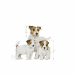 Royal Canin Mini Starter Mother And Babydog -Miscota Soldes Boutique 3 6220be6c6d2b8 g