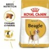 Royal Canin Beagle Adult 1 Royal Canin Beagle Adult -Miscota Soldes Boutique 39613 1 0 g