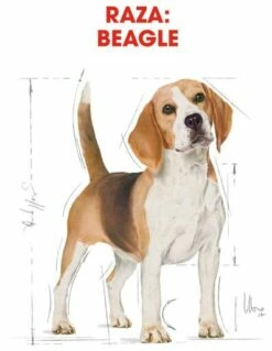 Royal Canin Beagle Adult -Miscota Soldes Boutique 39613 3 2 g