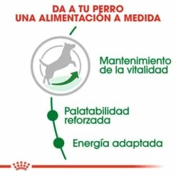 Royal Canin Mini Adult 8+Croquettes Pour Chiens Seniors De Petite Race -Miscota Soldes Boutique 43 3 2 g