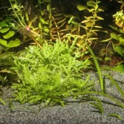 JBL Sansibar GREY Sustrato Fino Gris Para Acuarios Marinos Y De Agua Dulce -Miscota Soldes Boutique 430302 88222 4 g