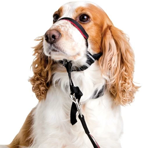 The Company Of Animals Muselière Rembourrée Anti-Tirant Optifit 4 The Company Of Animals Muselière Rembourrée Anti-Tirant Optifit – Image 2