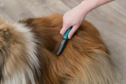 Trixie Lame De Cisaillement Latérale Pour Cheveux Longs -Miscota Soldes Boutique 46689 278964 pho pro use 24161 1 3 g