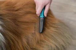 Trixie Lame De Cisaillement Latérale Pour Cheveux Longs -Miscota Soldes Boutique 46689 278965 pho pro use 24161 2 2 g