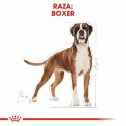 Royal Canin Boxer Adult -Miscota Soldes Boutique 479 2 2 g