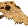 Exo Terra Crocodile Skull -Miscota Soldes Boutique 48602 15561228565 2 g