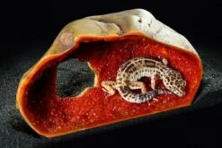 Exo Terra Cachette Décorative Pour Reptiles -Miscota Soldes Boutique 48607 pt2867 crystal cave with gecko inside 2 g