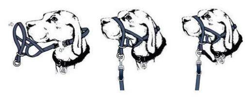 Halti Collier De Tête Pour Chien Noir 4 Halti Collier De Tête Pour Chien Noir – Image 2