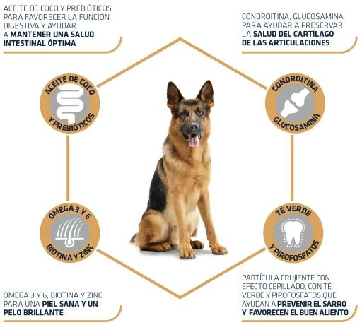 Advance German Shepherd Berger Allemand 6 Advance German Shepherd Berger Allemand – Image 4