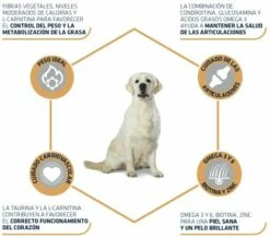 Advance Labrador Adult -Miscota Soldes Boutique 539 3 3 g