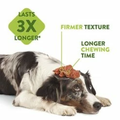 Whimzees Snack Dentaire Pour Chien 11.7cm En Forme De Crocodile -Miscota Soldes Boutique 7121882 03 62881a644c6bd g