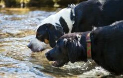 Ruffwear Obsidian Black Dog Collier Hoopie 10 Ruffwear Obsidian Black Dog Collier Hoopie -Miscota Soldes Boutique 71Vh1sqQ8wL AC SL1200 62dfc7f7e7b29 g