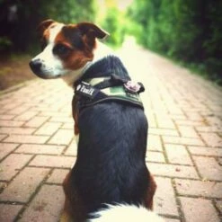 Julius K9 IDC Harnais Camouflage 12 Julius K9 IDC Harnais Camouflage -Miscota Soldes Boutique 73991 julius k9 idc powergeschirr camouflage hs6 9 63ca521a34a99 g