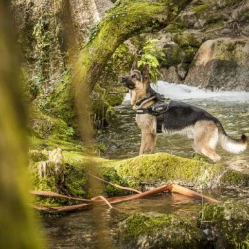 Julius K9 IDC Harnais Camouflage 7 Julius K9 IDC Harnais Camouflage – Image 5