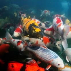 JBL Propond All Seasons S -Miscota Soldes Boutique 82759 61fd112575e6b g