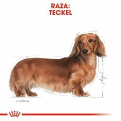 Royal Canin Dachshund Adult -Miscota Soldes Boutique 84 2 2 g