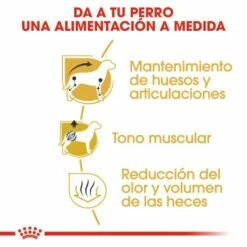 Royal Canin Dachshund Adult -Miscota Soldes Boutique 84 4 4 g