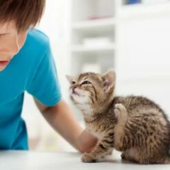 Fiprotec Spray Antiparasitaire Pour Chiens Et Chats -Miscota Soldes Boutique 8711231154081 3 g