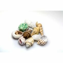 Akuastabil Morceaux De Coquilles Marines Moyennes 10 Pièces