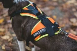 Julius K9 Harnais Mantrailing Orange Et Néon Pour Chiens 8 Julius K9 Harnais Mantrailing Orange Et Néon Pour Chiens -Miscota Soldes Boutique Arnes Mantrailing Naranja y Neon para Perros de julius k9 6478a9377f142 g